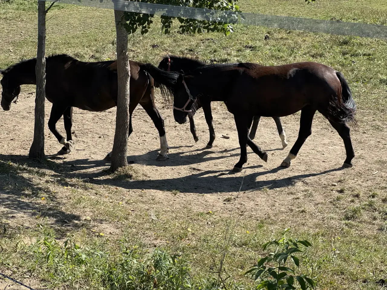 Horses in a paddock along the route